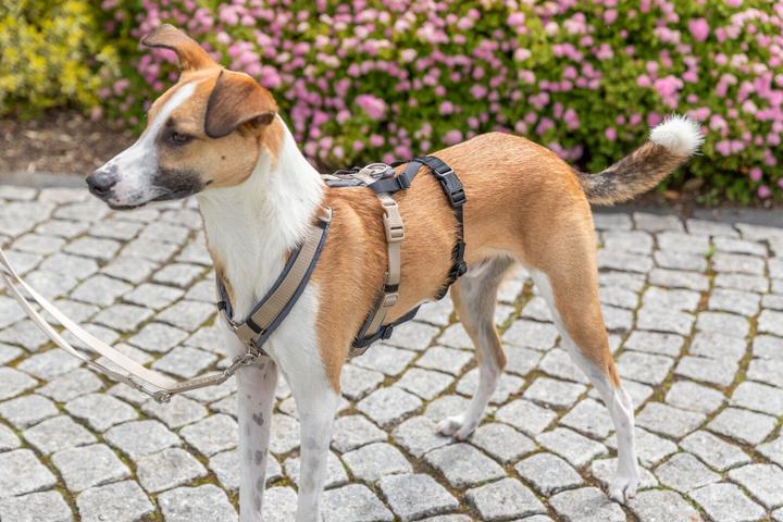 Immagine prodotto Trixie Panik-Adapter Stay für Geschirre M-L (Cane, Generale)