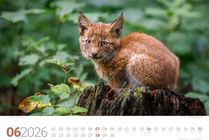 Actual product image Tierwelt Wald Kalender 2026 (45 x 33 cm, Hardcover, German)