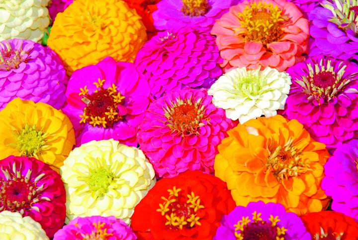 Image du produit Zollinger Bio Zinnia, Liliput (plante annuelle) (Plante bulbeuse)