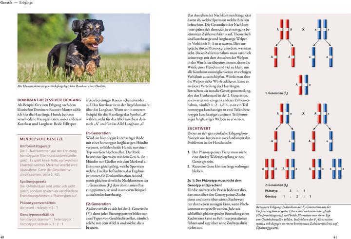 Produktbild Kosmos Hundezucht (Deutsch, Helga Eichelberg, 2022)