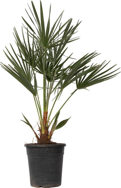 Image du produit Plant in a Box Chamaerops Humilis - Palmier nain (80 cm)