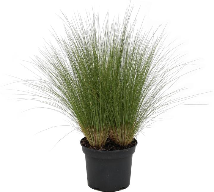 Actual product image Zulauf Herbe aux cheveux de jeune fille (20 cm)