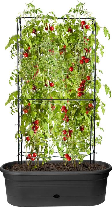 Immagine prodotto Elho Green Basics (78 cm)