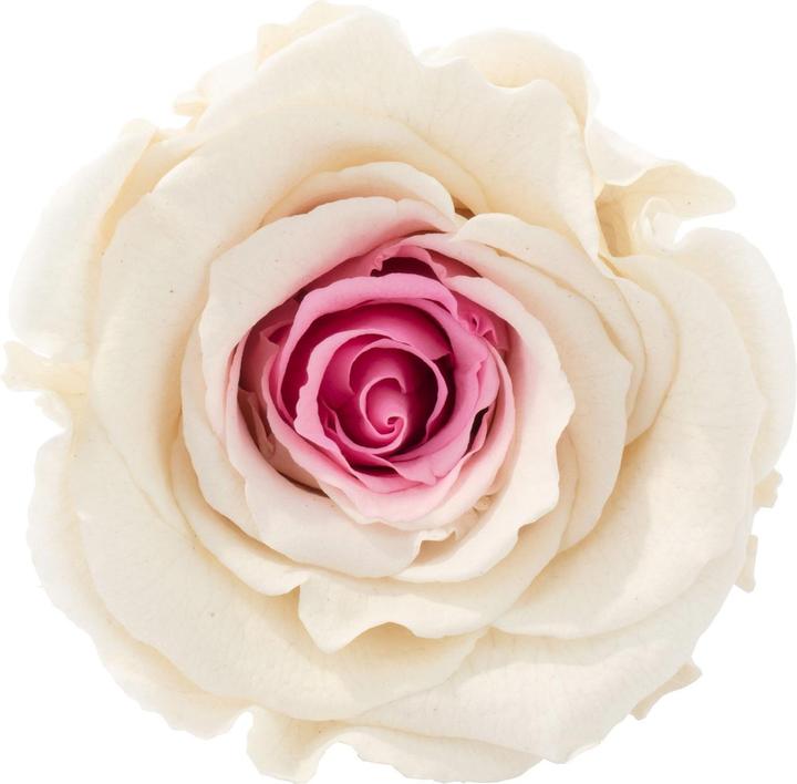 Produktbild Flowerbox 6er-Pack Infinity-Bloom konservierte Rosenköpfe XL (Infinity Blumen)