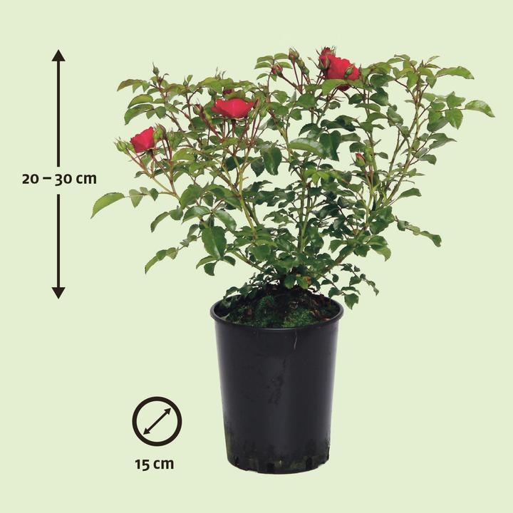 Actual product image Zulauf Rose (30 cm)
