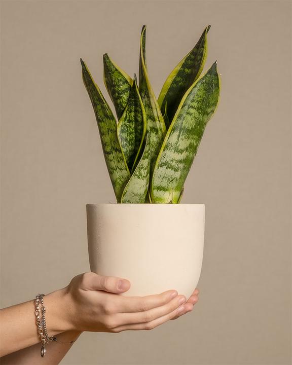 25 cm