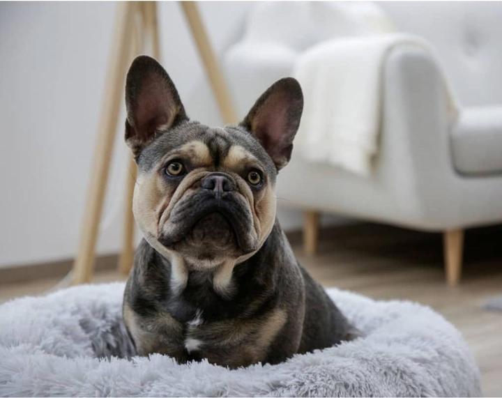 Image du produit Kerbl Fluffy (Chien)
