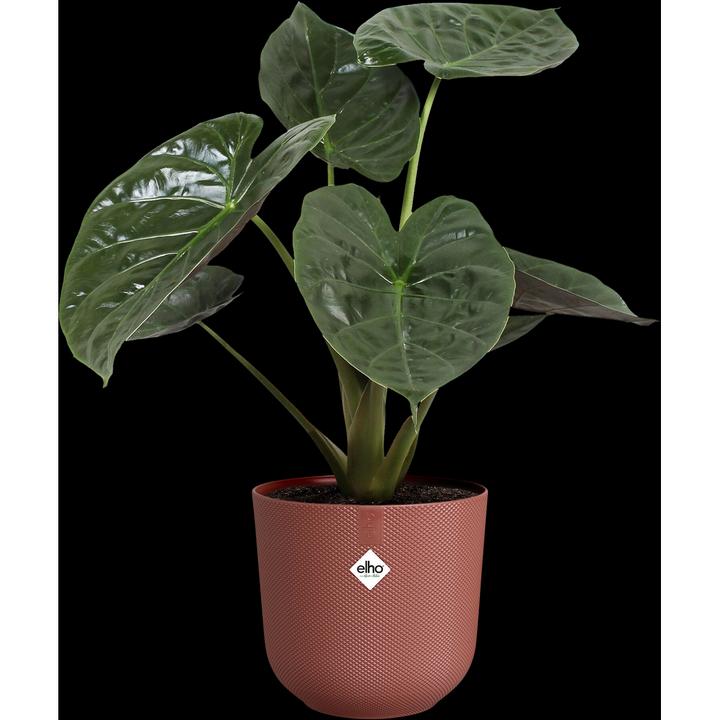 Image du produit Elho Jazz rond (29.50 cm)