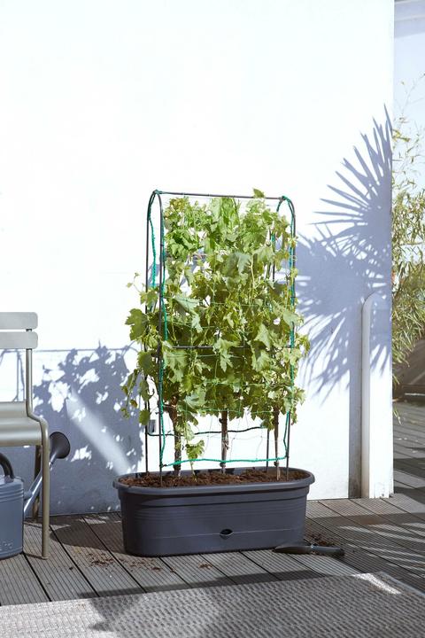 Immagine prodotto Elho Green Basics (78 cm)