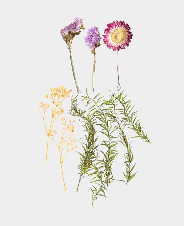 Image du produit I Am Creative Kit de fleurs séchées (Fleurs séchées)