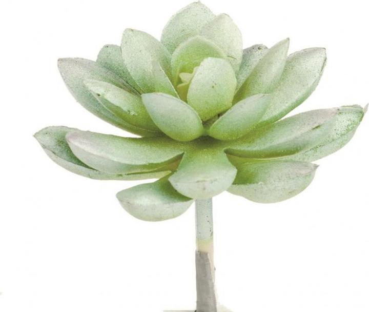 Produktbild Glorex Echeveria 7cm (7 cm)