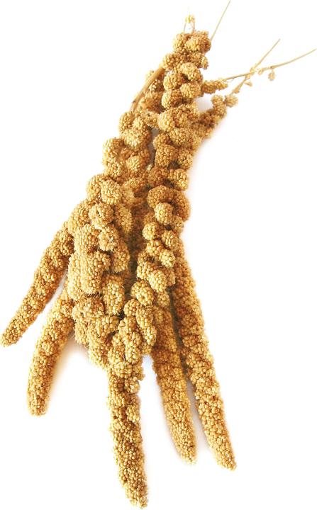 Swisspet Sac de millet à queue de renard (1 x, 0.40 kg)