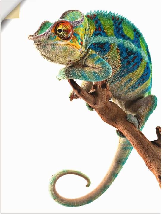 Actual product image Artland Ambanja Panther Chameleon T5RW (45 x 60 cm)