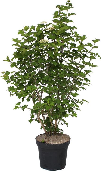 Produktbild Zulauf Gemeiner Schneeball / Viburnum opulus (100 cm)