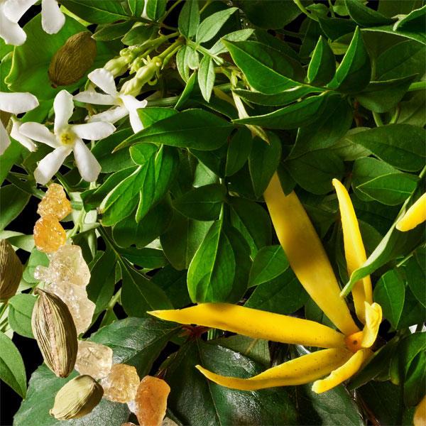 Actual product image Molton Brown Relaxing Ylang-Ylang Body Lotion (Body lotion, 300 ml)