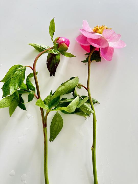 Produktbild Bloom Bloom Schweizer Pfingstrosen (Schnittblumen)