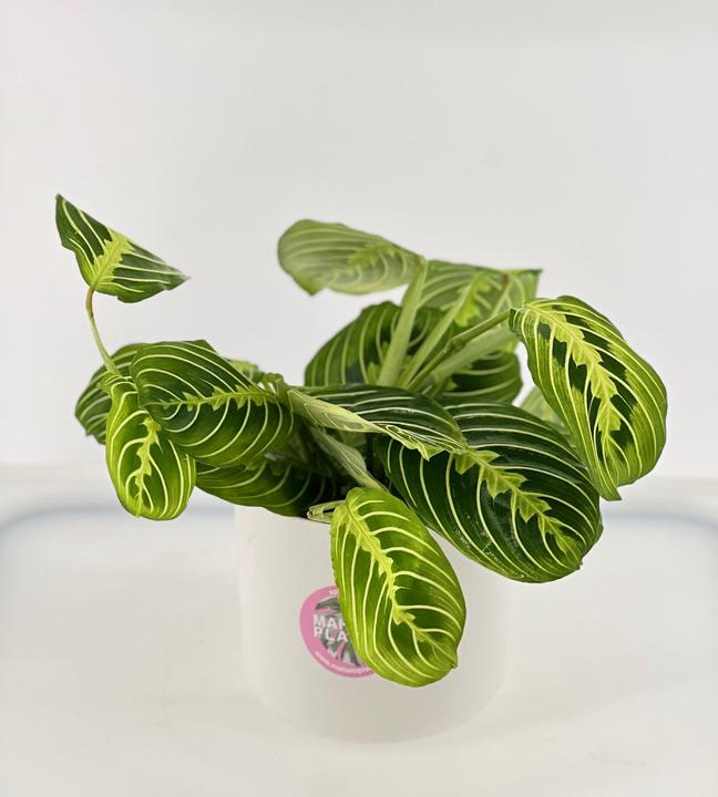 Produktbild Mahaloplants Maranta Lemon Lime (25 cm, Tierfreundlich)