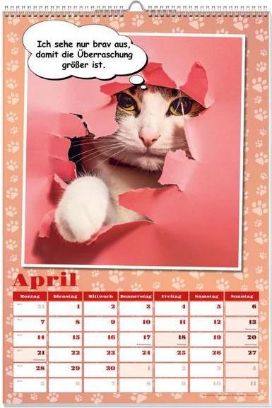 Image du produit Calendrier poster chats cools 2025 (Non contraignant, Allemand)