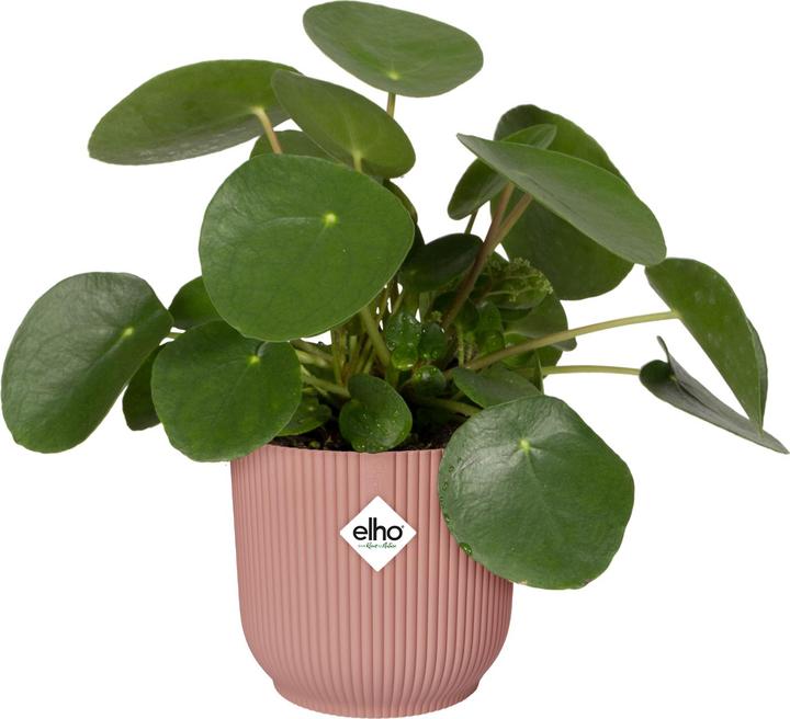 Immagine prodotto Elho Vibes Fold (25 cm)