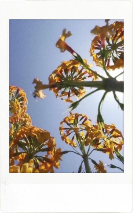 Actual product image Fujifilm Instax Pal