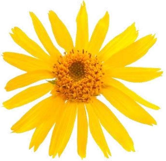 Produktbild Officinalis Dalla Grana Officinalis Arnica 90% (1 x, 250 ml, 250 g)