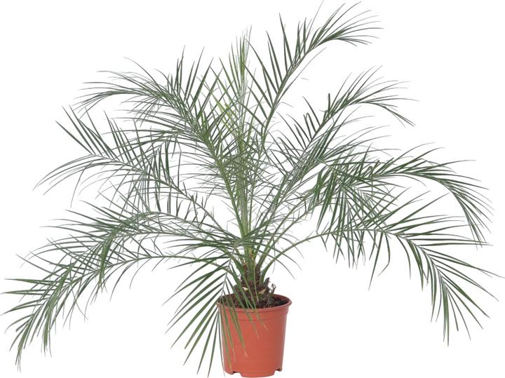 Plant in a Box Phoenix roebelenii - Zwergdattelpalme (80 cm)