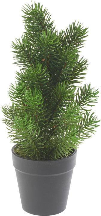 Actual product image DPI Noble fir tree "Rory" in pot, approx. h 32 cm