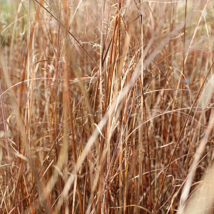 Produktbild Zulauf Carex buchananii / Fuchsrote Segge (60 cm)