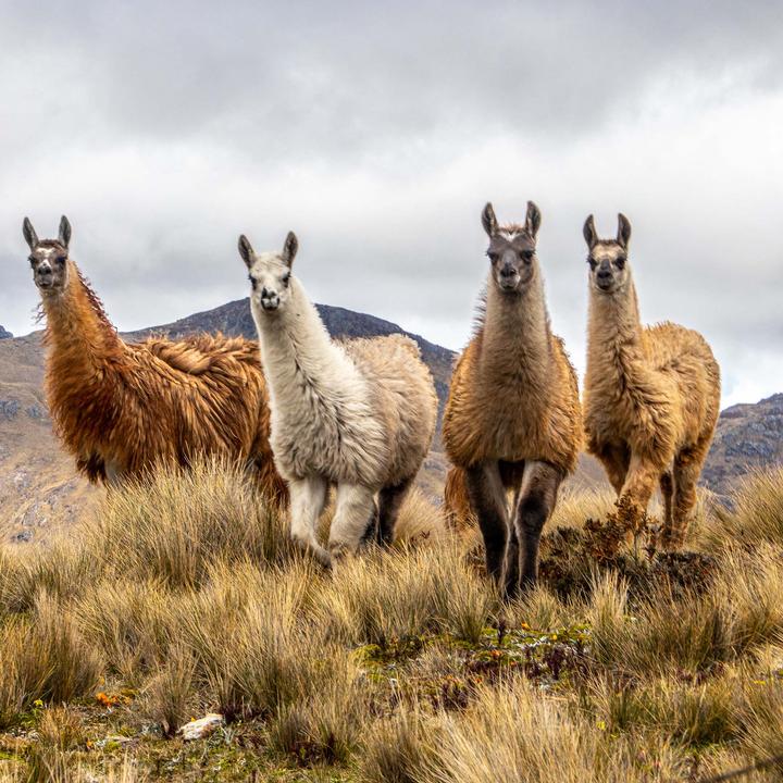 Actual product image Lotus Bettwaren Alpaca Duvet (1500 g, 200 x 210 cm)