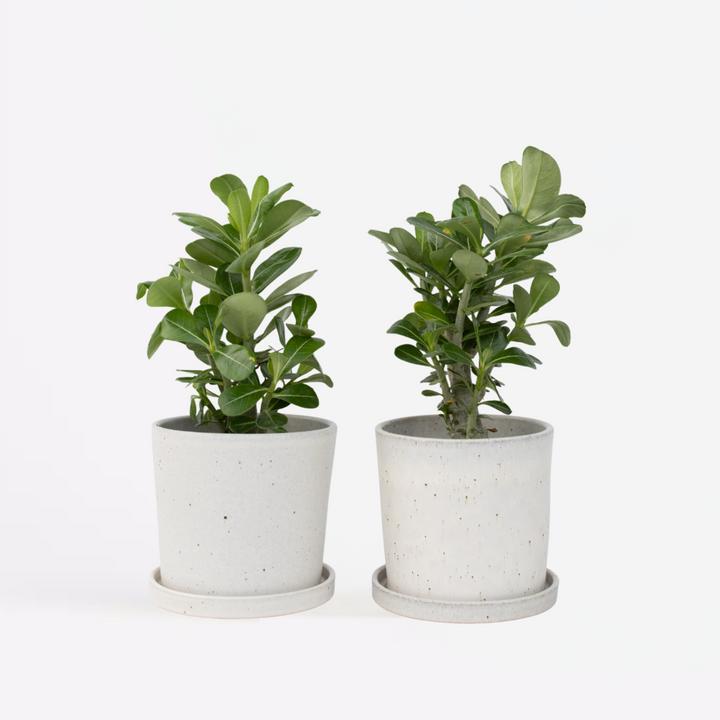 Produktbild Plant in a Box Adenium Obesum (25 cm)