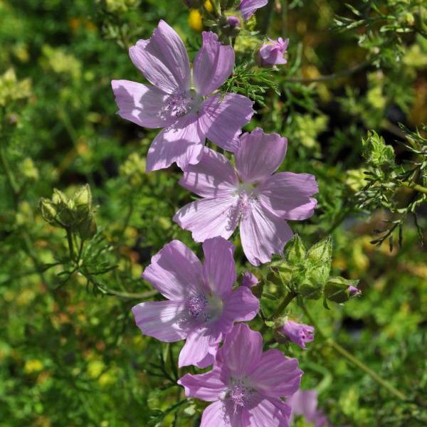 Actual product image Säntispracht Set of 4, Musk Mallow - Malva moschata Musk Mallow (60 cm)