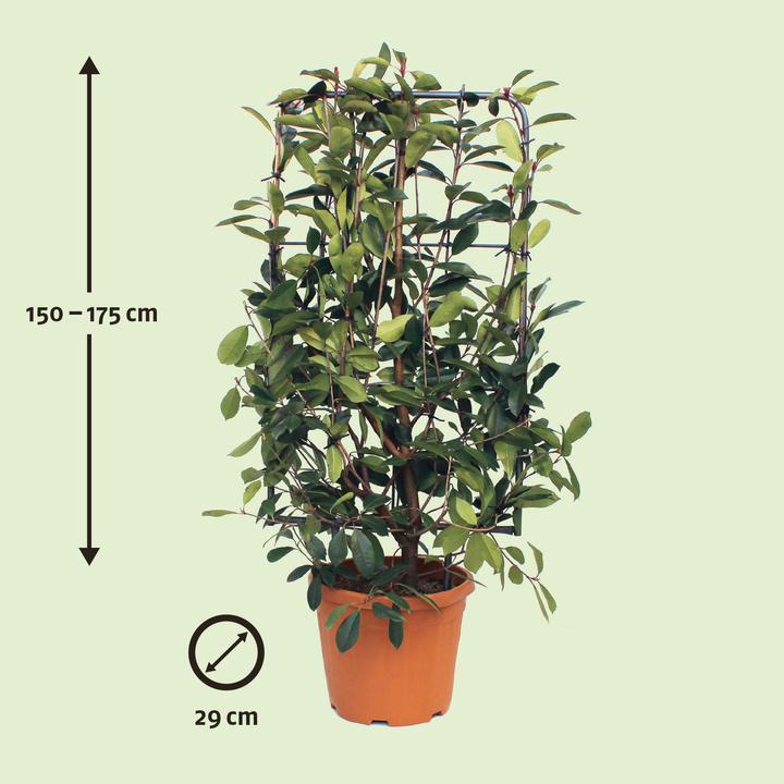 Image du produit Zulauf Photinia (175 cm)