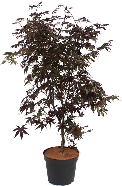 Produktbild Zulauf Japanischer Fächer-Ahorn / Acer palmatum 'Bloodgood' (80 cm)