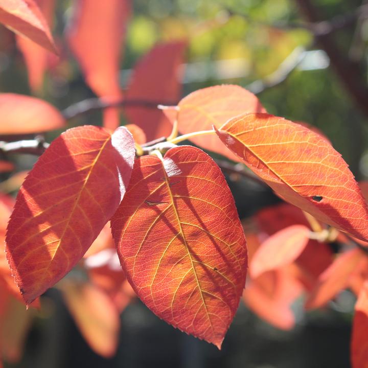 Image du produit Zulauf Zier-Kirsche / Prunus 'Accolade' (125 cm)