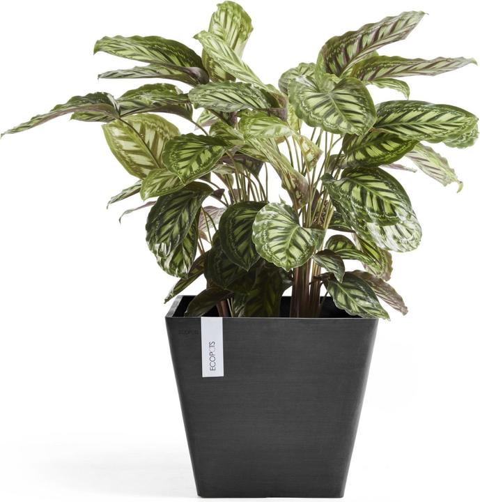 Actual product image Ecopots Rotterdam (30 cm)