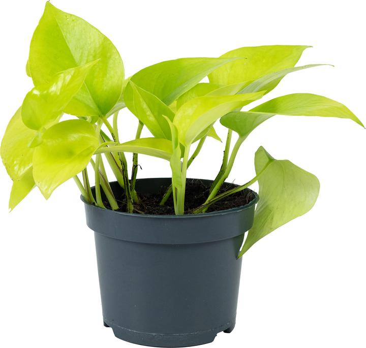 Immagine prodotto Flowerbox Edera - Epipremnum pinnatum 'Golden Pothos' (15 cm)