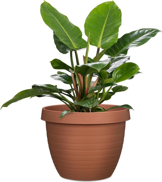 Produktbild Scheurich Country Star (29 cm)