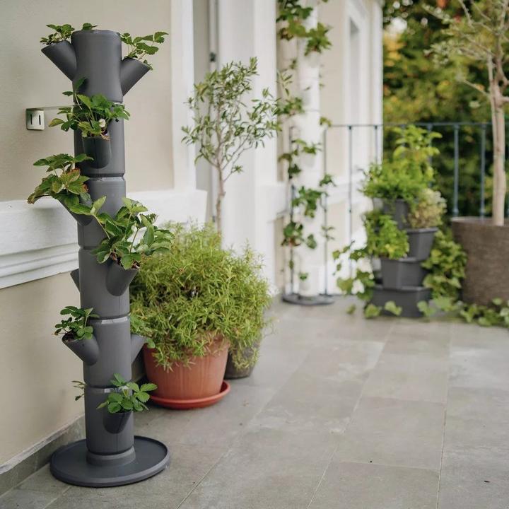 Image du produit Gusta Garden Sissi Fraise (27 cm)
