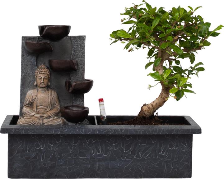 Immagine prodotto Plant in a Box Bonsai Ligustrum, Carmona, Ficus Retusa, Syzygium, Sageretia - Sistema idrico bonsai Buddha (35 cm)