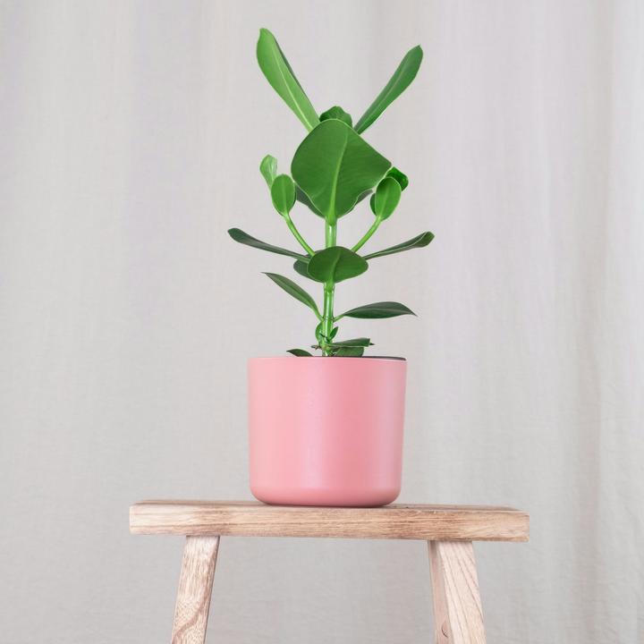 Produktbild Plant in a Box Clusia rosea Princess - 2er Set (25 cm)