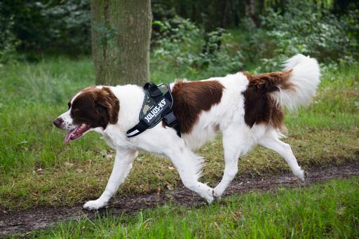 Actual product image Julius-K9 Idc (2, Dog, Work, Dog sport, Jogging, Walks)