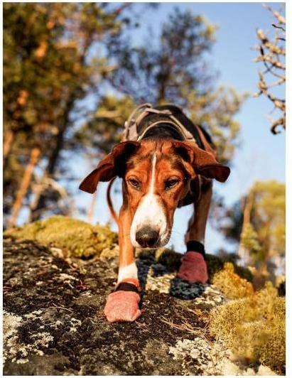 Produktbild Non-Stop Dogwear Protector light Schutzsocken für Hunde M (M, Hundeschuhe)