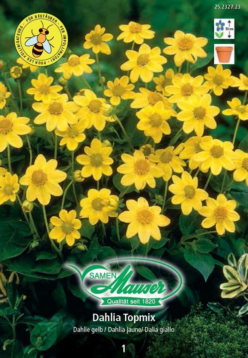 Samen Mauser Dahlia Topmix jaune (Graines de fleurs)