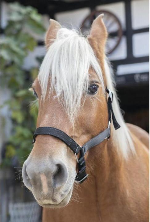 Norton Kaltblut Halfter