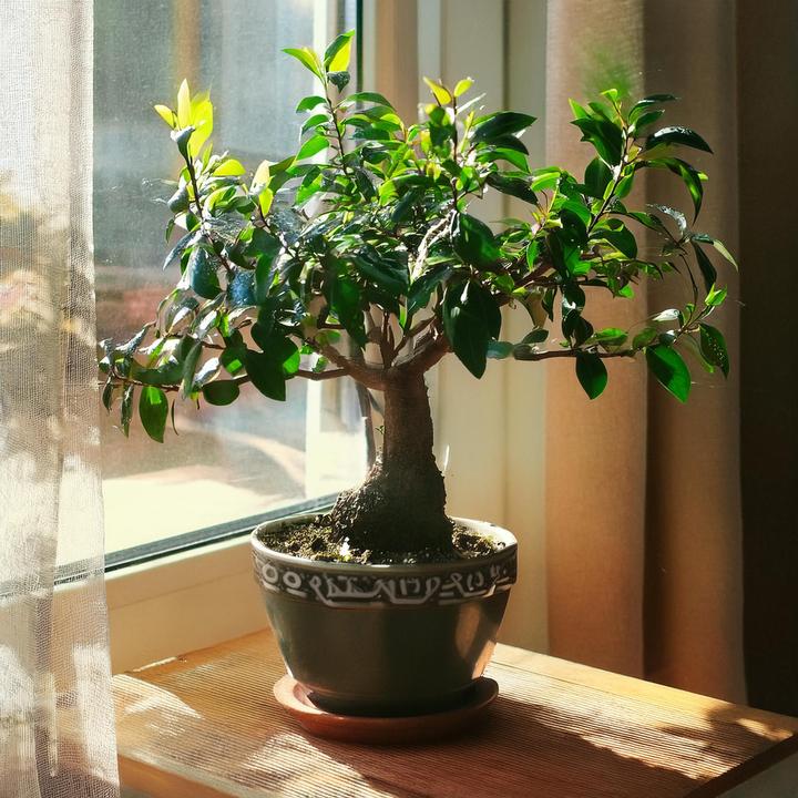 Actual product image Plant in a Box Carmona microphylla - Bonsaibaume (25 cm)