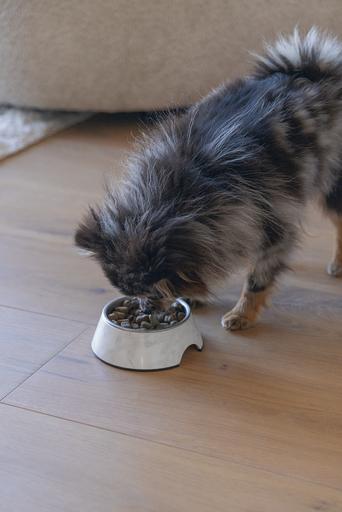 Actual product image Designed by Lotte Dog bowl Meis (0.16 l)