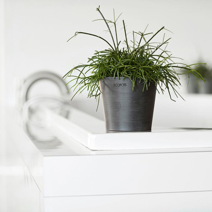 Immagine prodotto Ecopots Amsterdam Mini (10.50 cm)