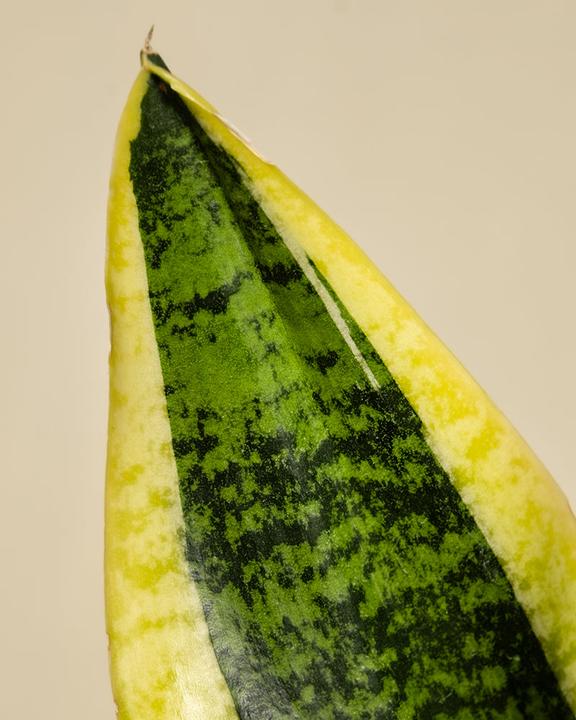 Image du produit feey Langue de la belle-mère (35 cm, Fraîchement rempotés)