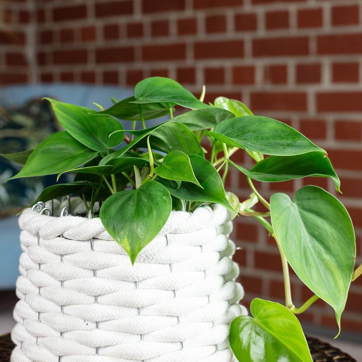 Image du produit Flowerbox Philodendron Scandens (20 cm)
