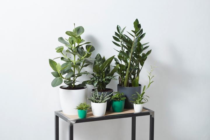 Produktbild Elho Brussels (20 cm)